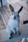 Uzun Kulaklu Tavşan Heykeli